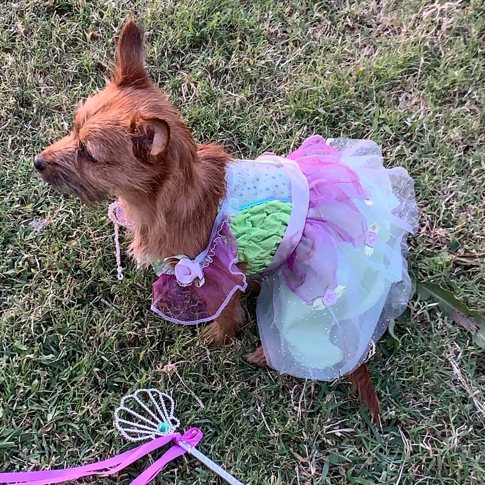 Licensed Disney Dog Tinkerbell Costume